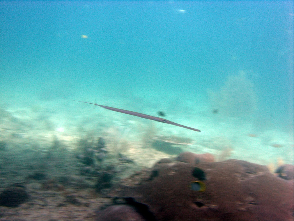 GEDSC DIGITAL CAMERA